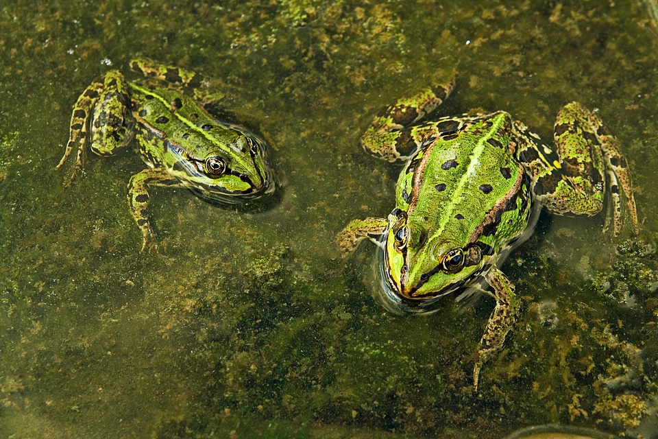 Amphibians green the creation of photo