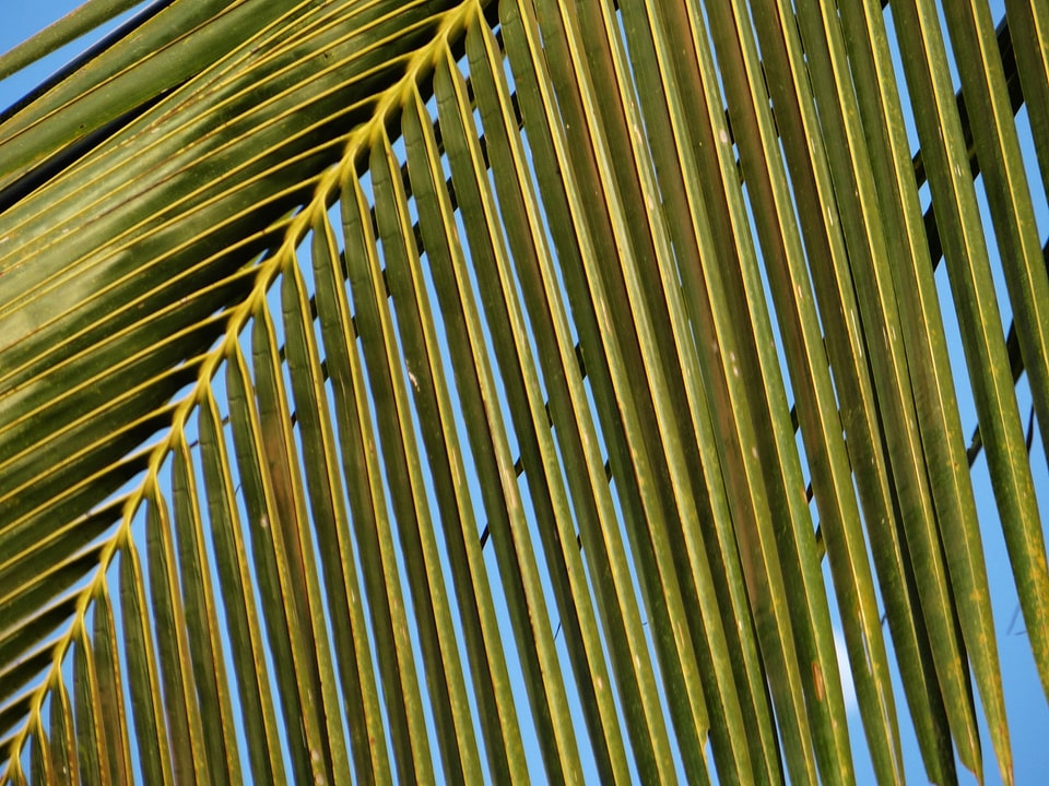 Abstracts palms single