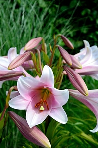 Blossom bloom nature