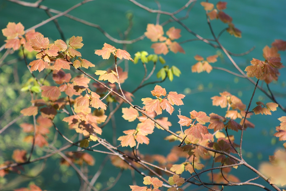 Dried leaves water foliage