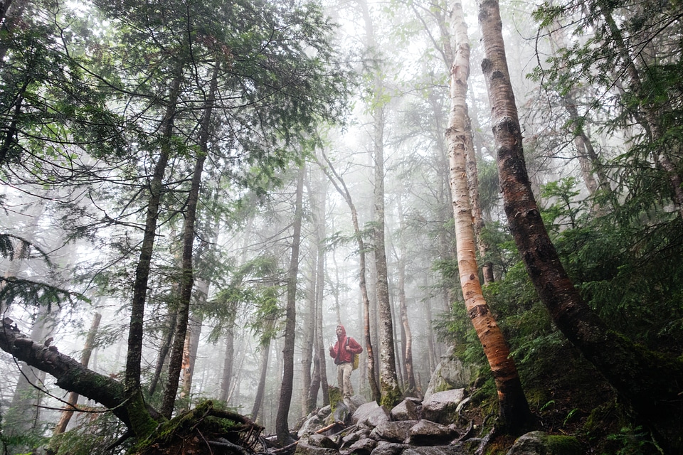Outdoors forest man