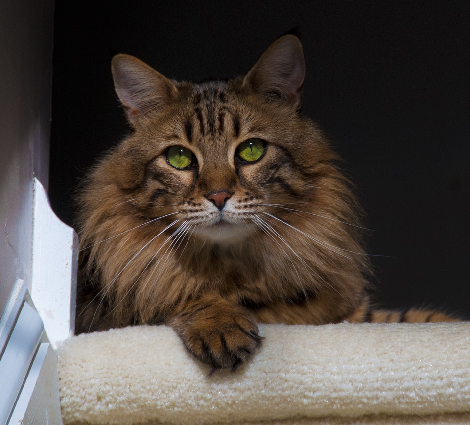 Animal cat's eyes pet