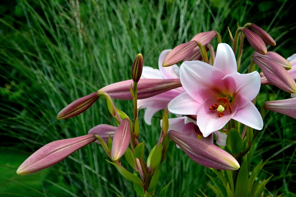 Bloom nature flowers
