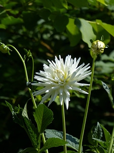 Bloom bud white photo