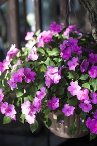 Plants natural blossom