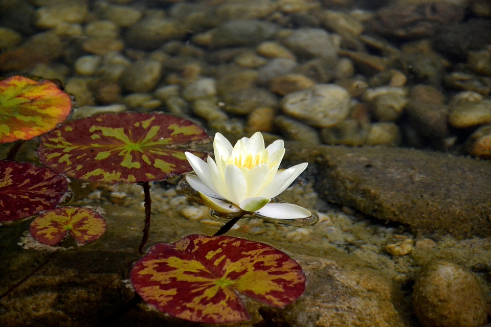 Pond lake rose yellow