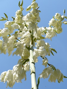 Flower fullness yucca yucca filamentosa photo