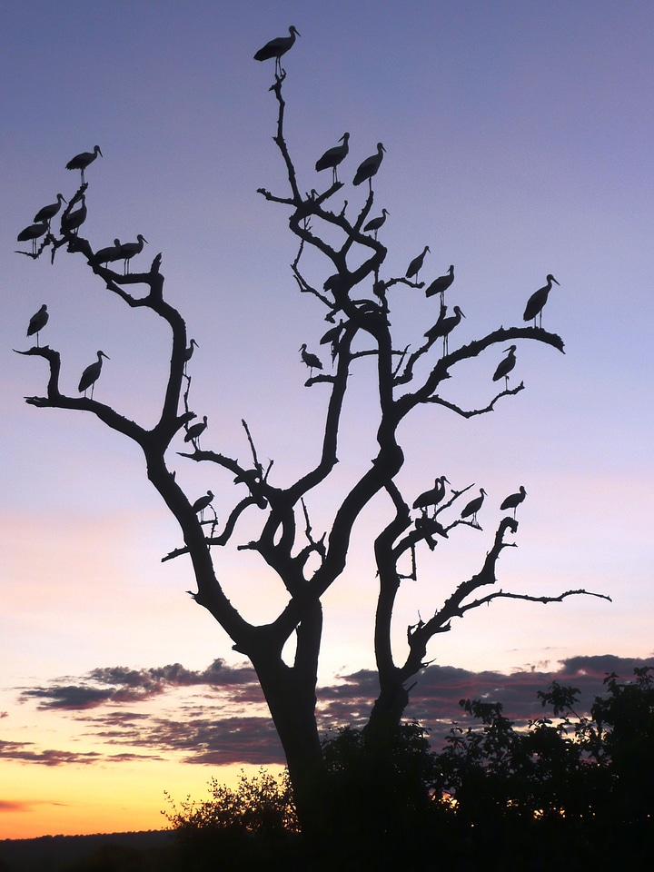 Africa sunset birds