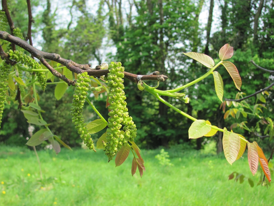 Blossom bloom walnut tree