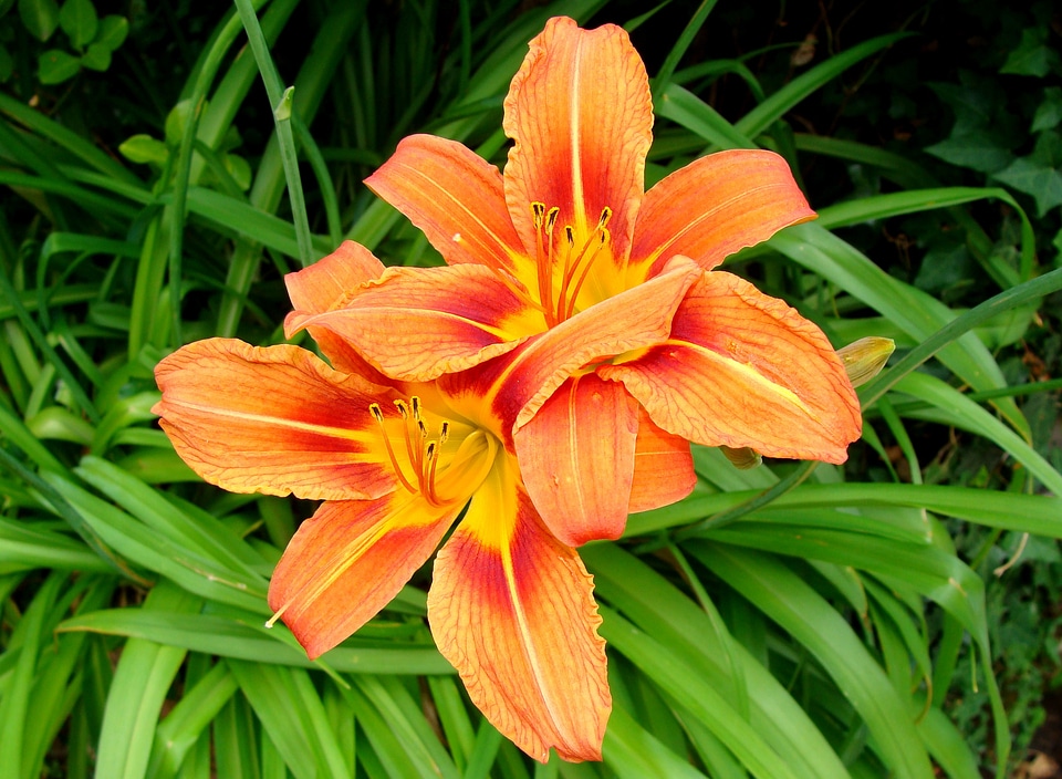 Petals green color colorful