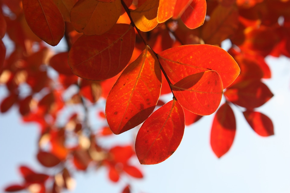 Autumn red tree