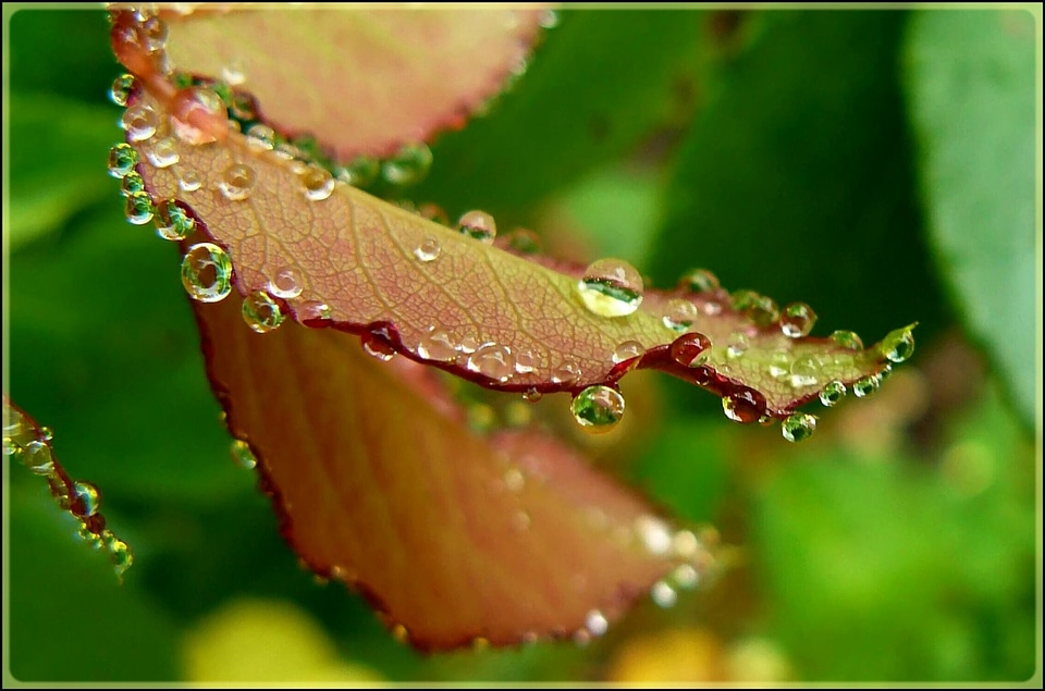 Green nature raindrop