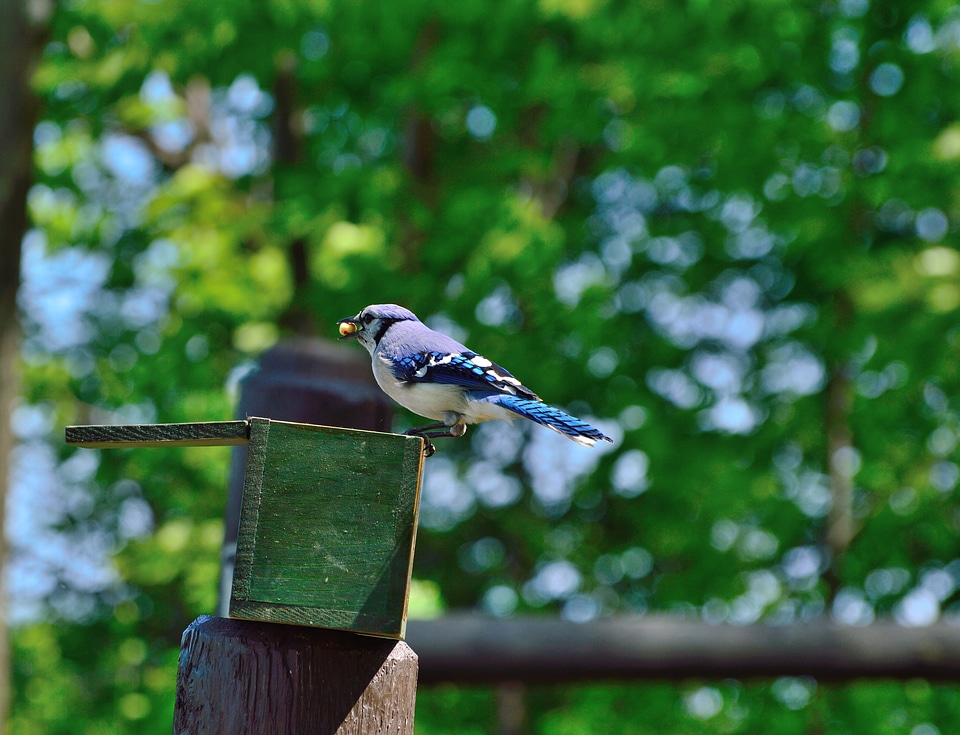 Feeding niagara parks wildlife