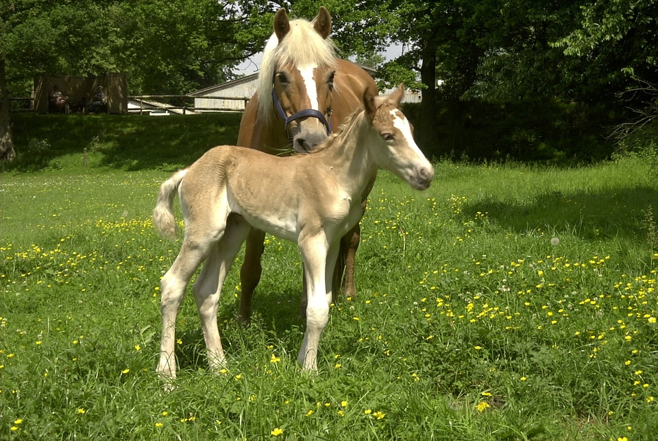 Horses pasture animal