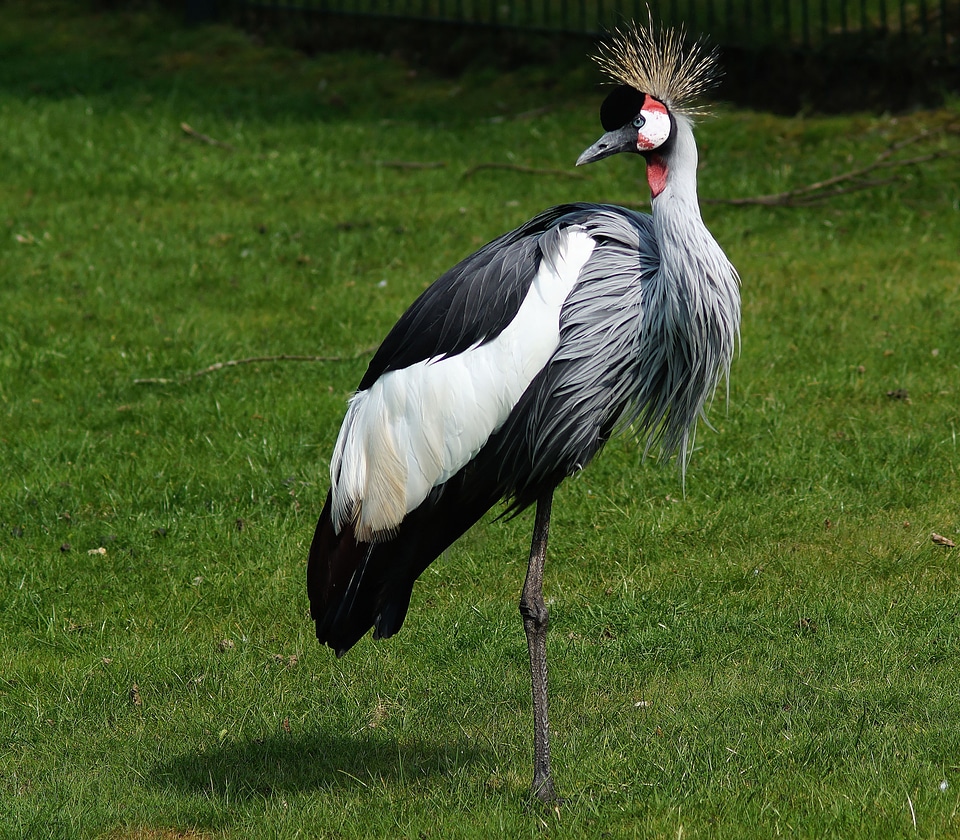 Bird headdress pride