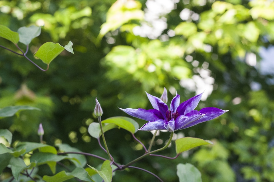 Natural blossom bloom