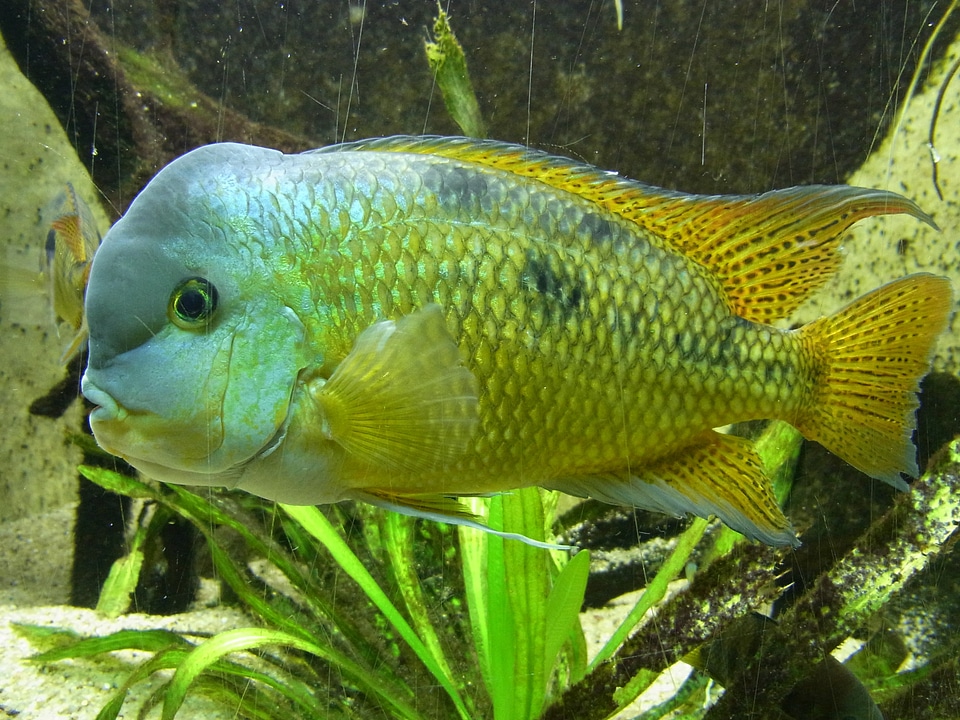 Aquarium swim nature