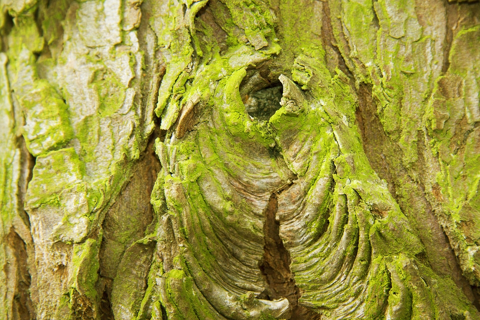 Cork dead plant bast