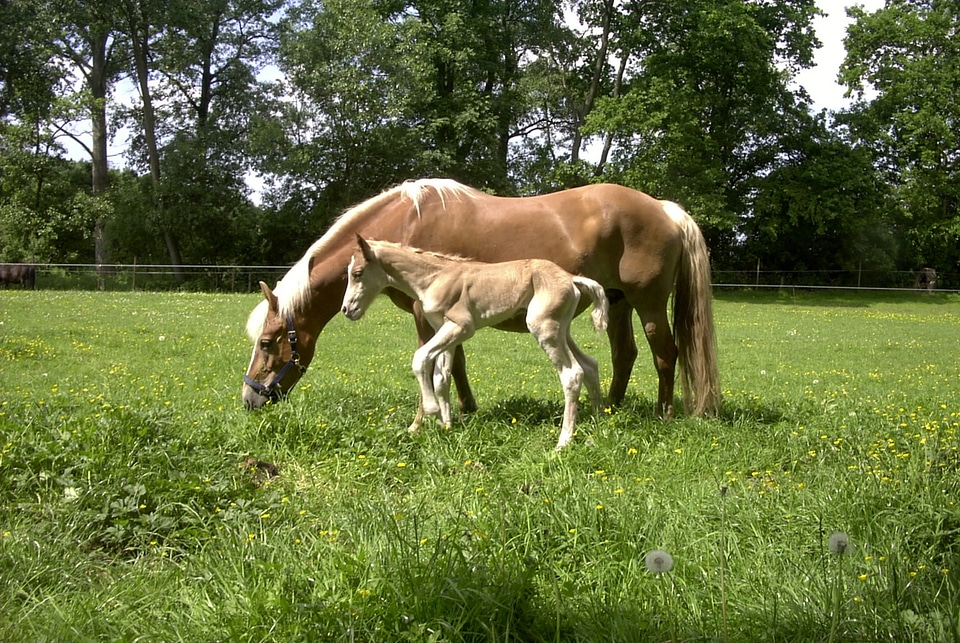 Horses pasture animal