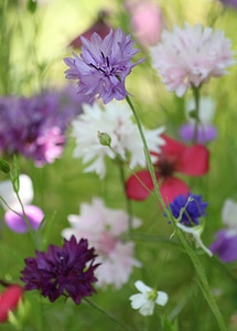 Macro garden flowers photo