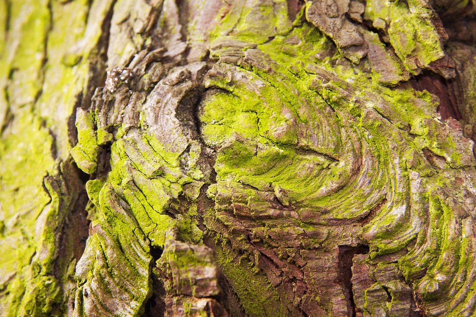 Cork dead plant bast