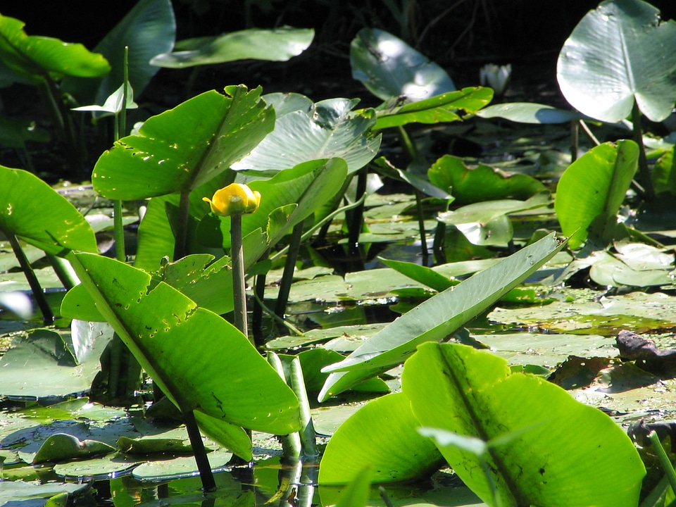 Water lily leaf green