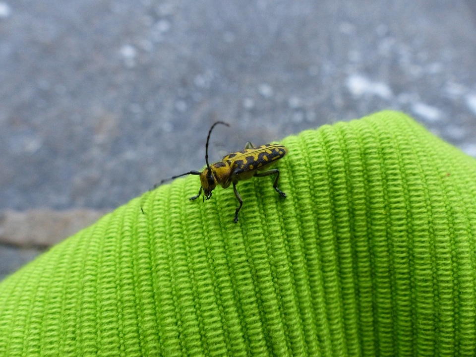 Probe longhorn beetle head bock