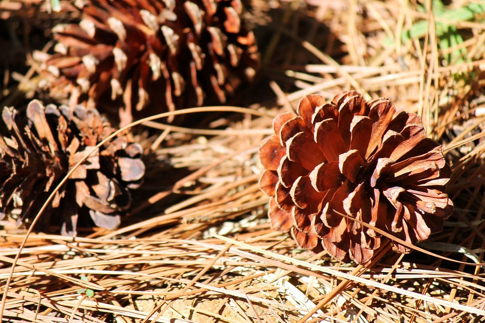 Fallen dried conifer