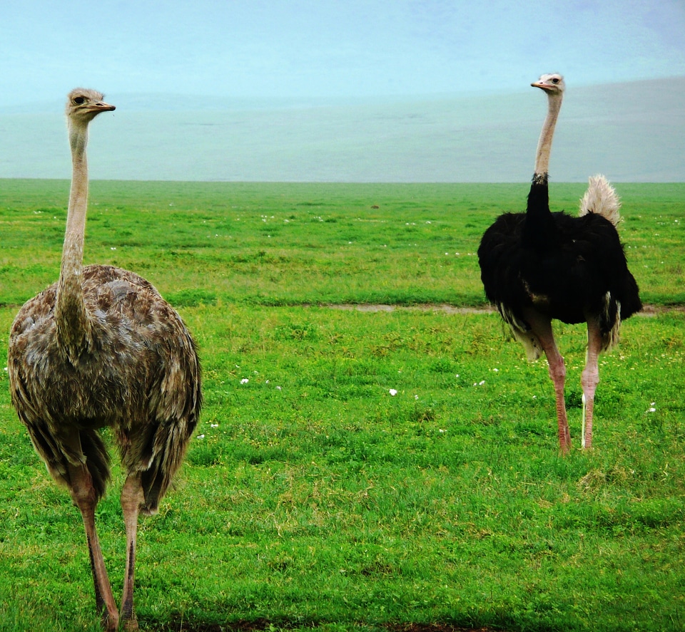 Africa camelus large
