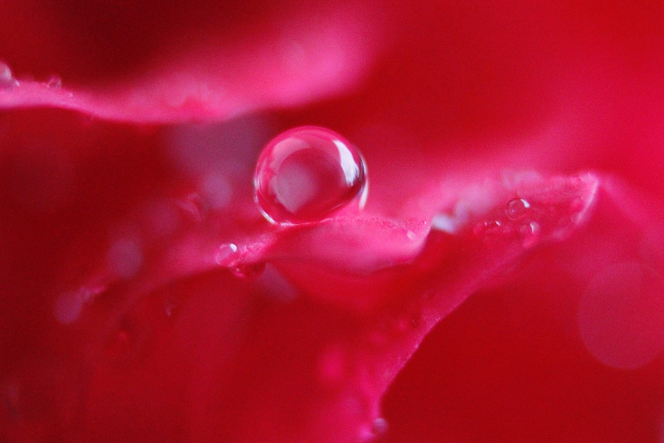 Water drip blossom