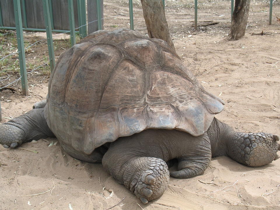 Large galapagos species