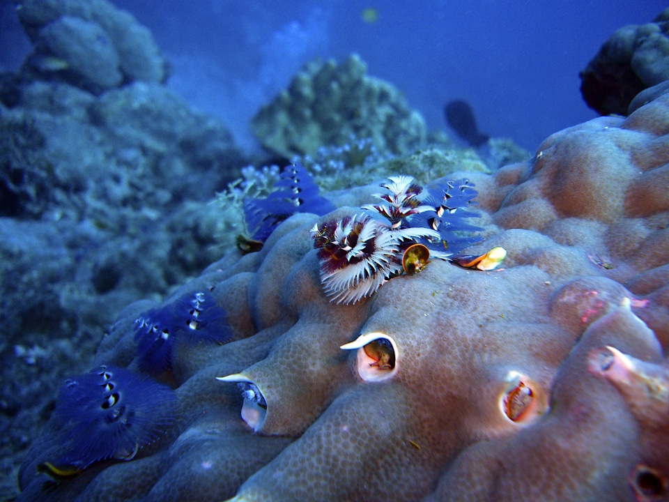 Fir sapling diving underwater