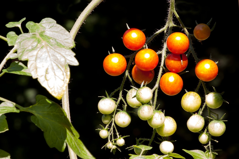 Grown nachtschattengewächs food