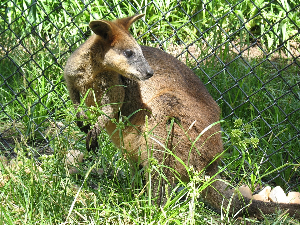 Animal wildlife marsupial
