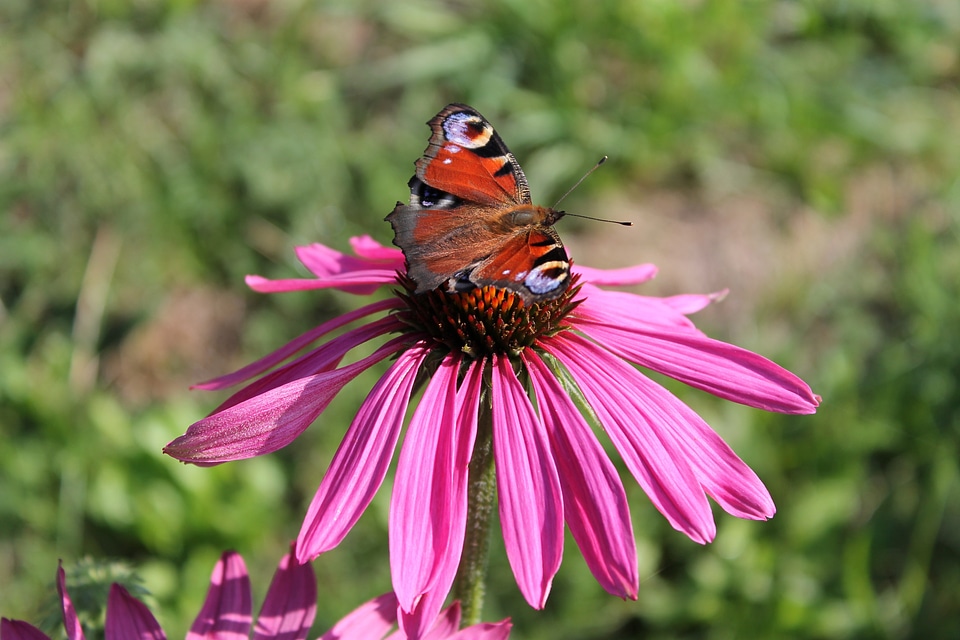Summer peacock butterfly inachis io
