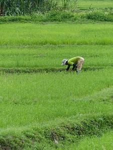 Farmer rice thailand