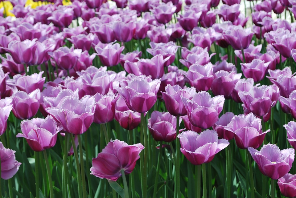 Tulips spring handsomely