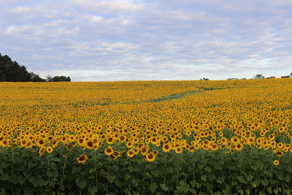 Yellow field beautiful