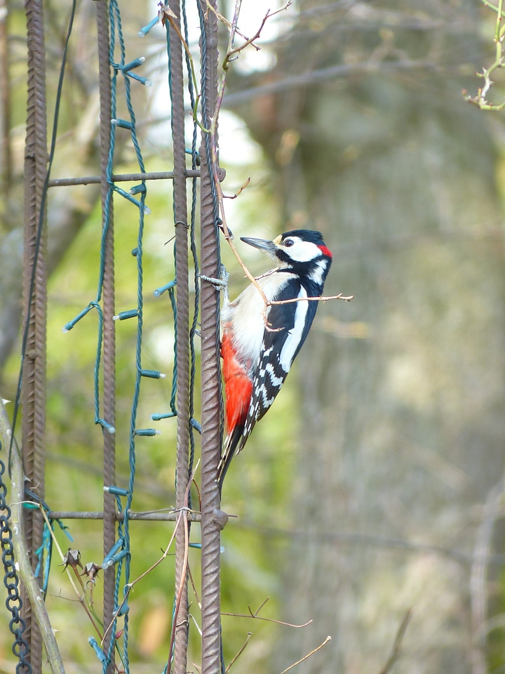 Animal woodpecker picidae