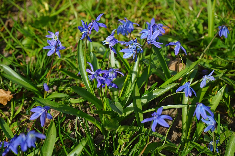 Scilla blossom bloom