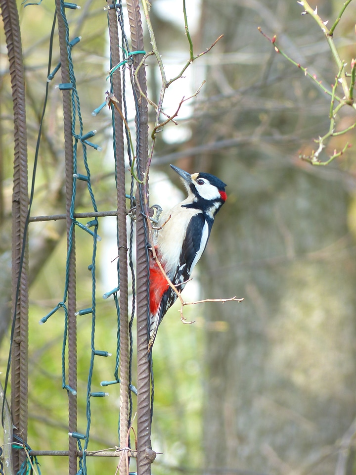 Animal woodpecker picidae