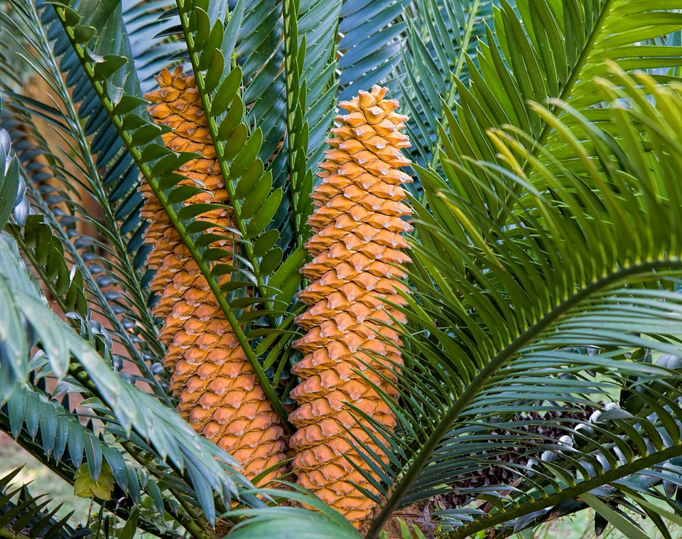 Garden evergreen landscaping
