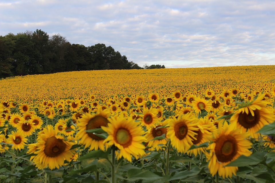 Yellow field beautiful
