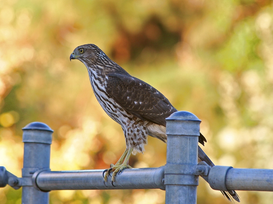 Predator perched wildlife