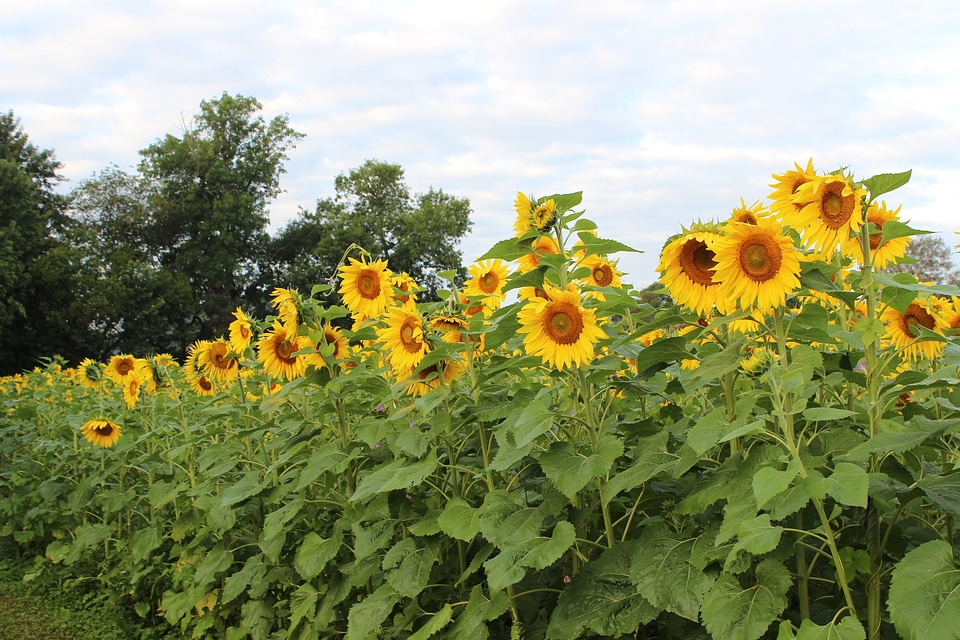 Yellow field beautiful