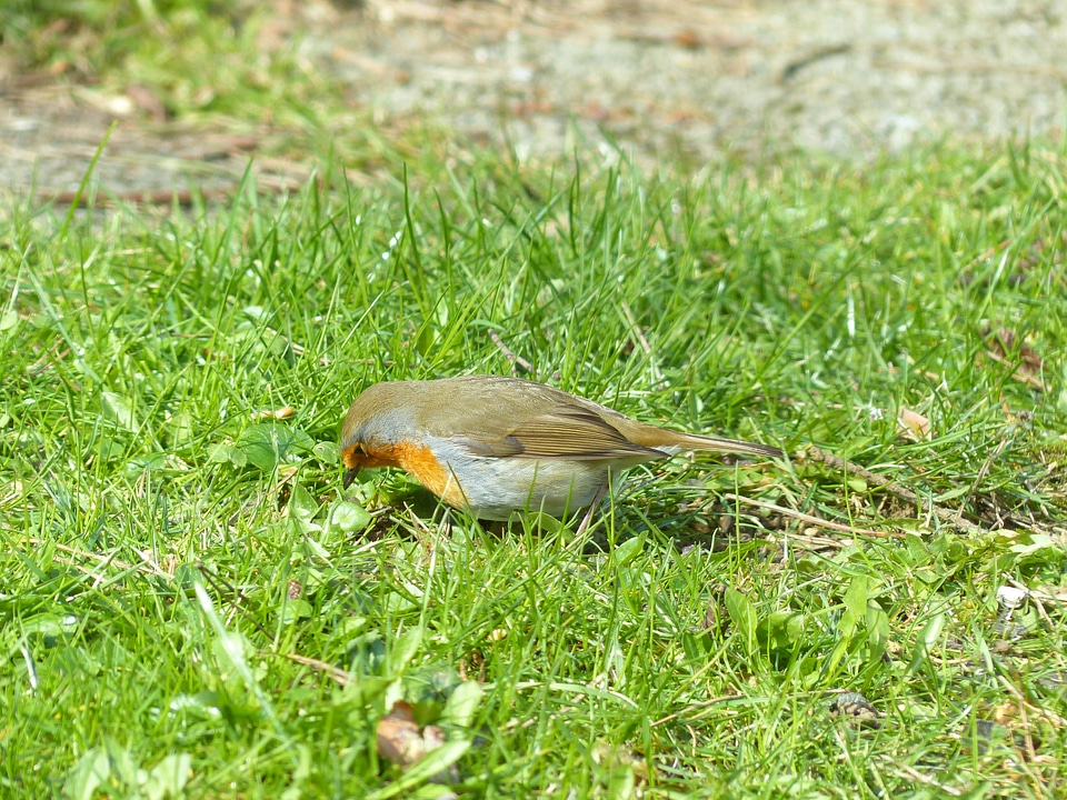 Erithacus rubecula species old world flycatcher