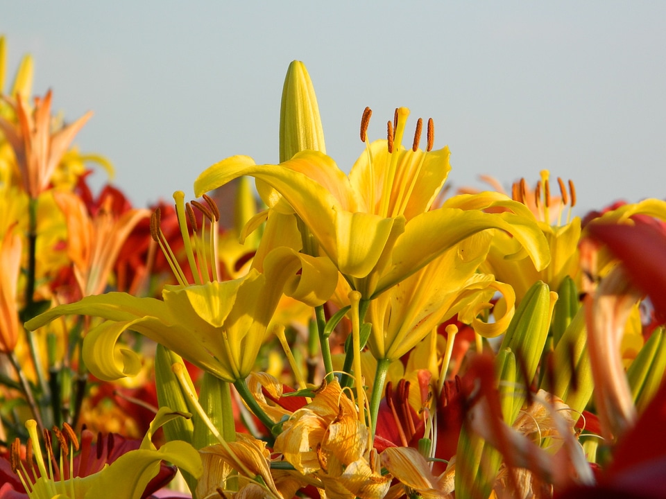 Summer blossom bloom