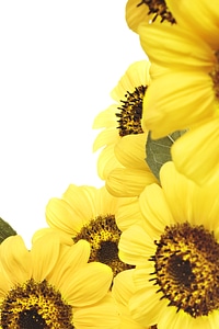 Sunflowers photo