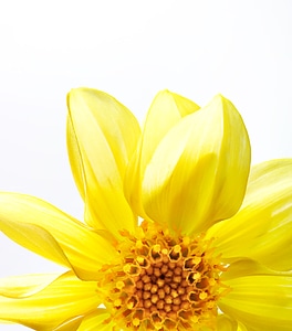 Vivid yellow flower photo