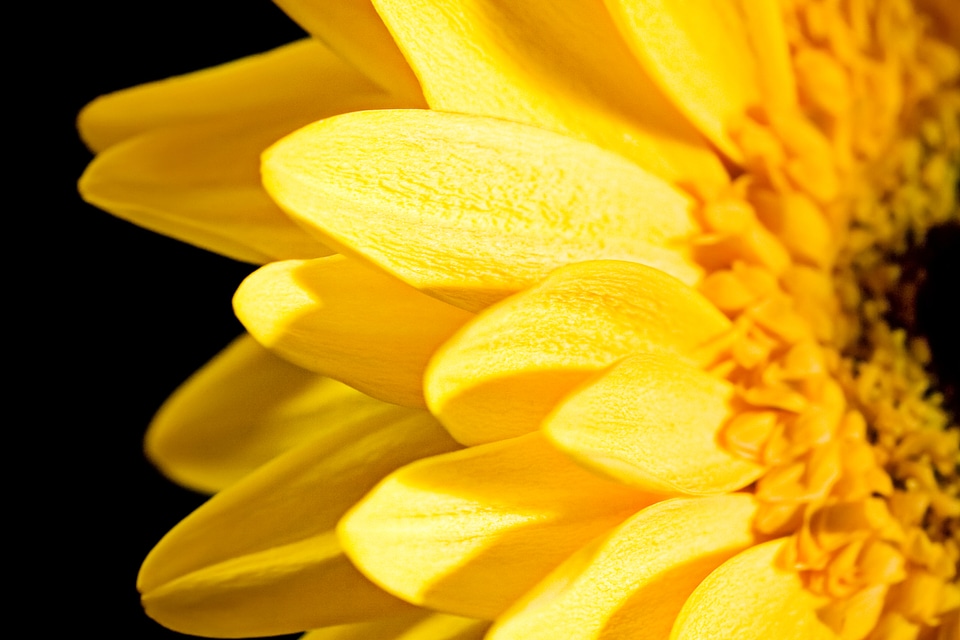 Yellow Flower Petals Closeup